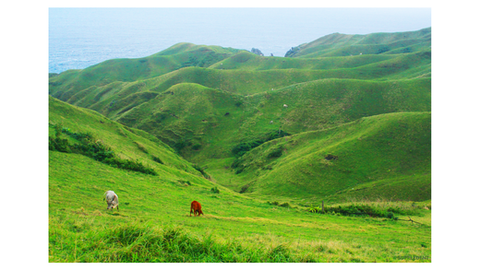 Kollagenpulver aus grasgefütterten Weiderindern