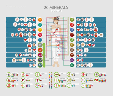 Immunsystem im Mundraum: Wie Vitamine dein Zahnfleisch schützen